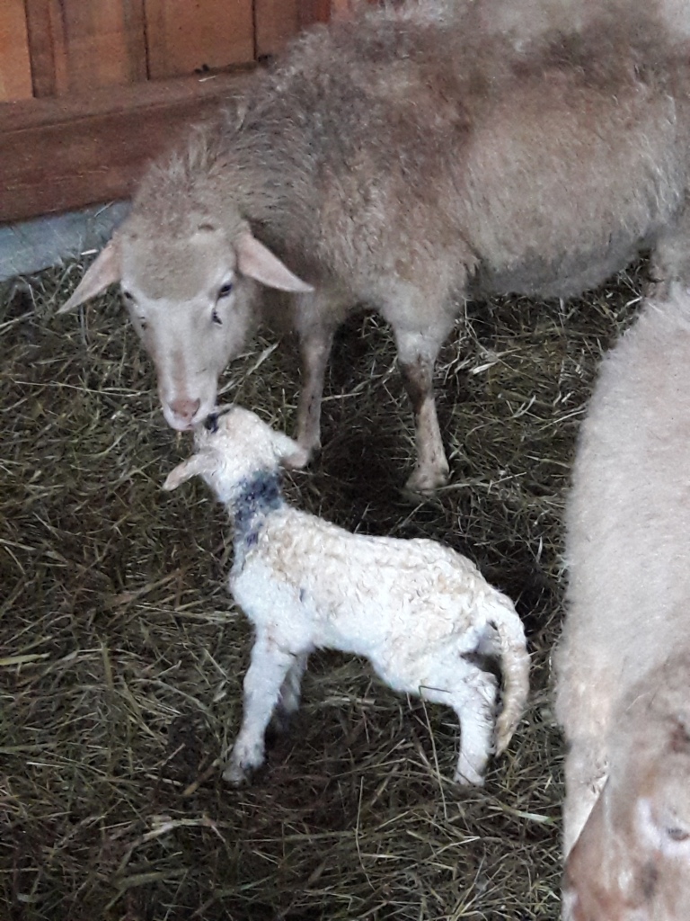 Es ist ein Lamm geboren