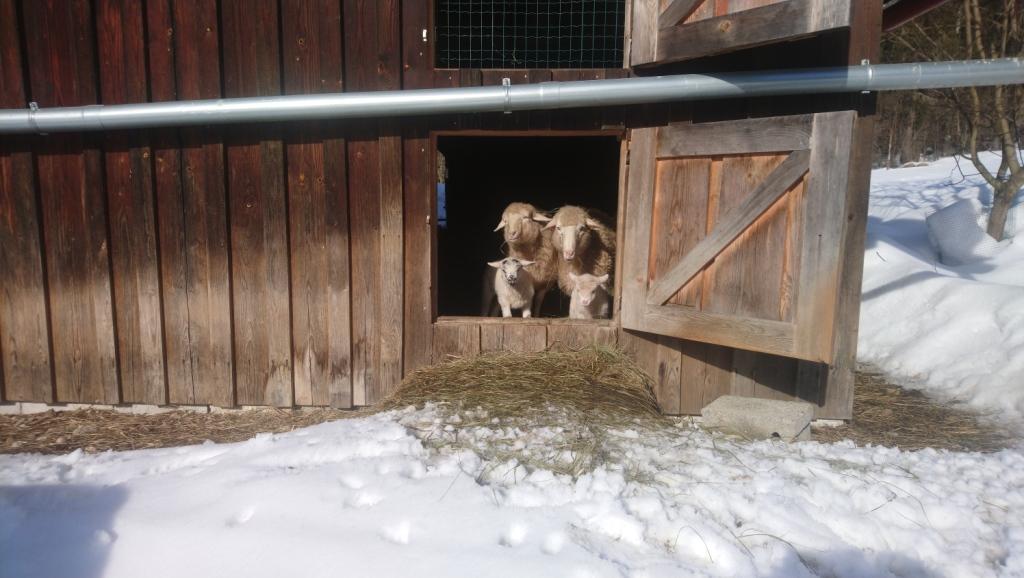 Alle Lämmer sind schon da…